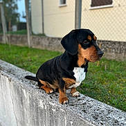 Sherlock participe au concours pour gagner de l'argent avec cette photo : dog, small_dog, black_and_tan, pet, outdoor, grass, concrete, fence, house, side_view, animal, cute, sitting, daylight, portrait, looking_away, ears, fur, nature, domestic_animal