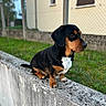 dog, small_dog, black_and_tan, pet, outdoor, grass, concrete, fence, house, side_view, animal, cute, sitting, daylight, portrait, looking_away, ears, fur, nature, domestic_animal