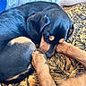 Sherlock participe au concours pour gagner de l'argent avec cette photo : dog, sleeping, black_tan_dog, paw, curled_up, resting, blanket, patterned_blanket, fur, pet, animal, cozy, indoors, close_up, cute, relaxed, mammal, companion, domestic_animal, nap_time