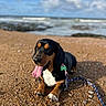 Sherlock a rejoint le concours — aidez-le/la à gagner de superbes lots ! dog, beach, sand, sea, sky, clouds, tongue_out, leash, pet, outdoor, sunny, black_dog, tan_dog, white_chest, animal, canine, happy, relaxed, nature, daytime