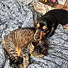 tabby_cat, dog, sleeping, resting, blanket, patterned_blanket, indoor, bed, stuffed_toys, friendship, cozy, animal, pet, fur, brown, black, orange, comfort, nap, cute