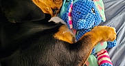 Sherlock a rejoint le concours — aidez-le/la à gagner de superbes lots ! dog, sleeping, bed, pillow, blanket, stuffed_toy, elephant_toy, knitted_toy, cuddling, pet, cozy, indoor, resting, black_and_tan, fur, paw, soft_toy, colorful, cute, relaxation
