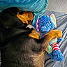 dog, sleeping, bed, pillow, blanket, stuffed_toy, elephant_toy, knitted_toy, cuddling, pet, cozy, indoor, resting, black_and_tan, fur, paw, soft_toy, colorful, cute, relaxation