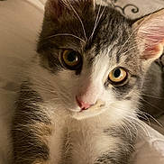 Gribouille a rejoint le concours — aidez-le/la à gagner de superbes lots ! kitten, cat, close_up, fur, whiskers, pet, animal, cute, eyes, ears, indoor, bed, blanket, soft, comfort, young, feline, portrait, domestic, resting