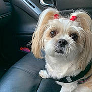 Chanel is registered to the contest to win money with this photo: adorable, animal, black_harness, car_interior, close_up, companion, cute, dog, ears, fur, indoor, leather_seat, looking_up, pet, portrait, red_hair_ties, seat, small_dog, waiting, white_fur