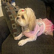 Chanel is registered to the contest to win money with this photo: animal, companion, couch, curtain, cute, decor, dog, dress, fur, furniture, indoor, pearl_necklace, pet, pillow, pink, portrait, sitting, small_dog, tutu, window