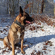 Lucky a rejoint le concours — aidez-le/la à gagner de superbes lots ! dog, german_shepherd, snow, forest, trees, winter, outdoor, animal, canine, nature, collar, tongue_out, sunlight, shadow, bark, sitting, fur, leaf_litter, blue_sky, daytime