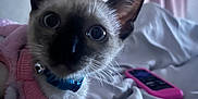 Pablo is registered to the contest to win money with this photo: kitten, cat, siamese_cat, pet, animal, indoor, bed, blanket, clothing, collar, pink, blue, curious, wide_eyes, close_up, domestic_animal, cute, feline, resting, soft_lighting