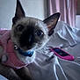kitten, cat, siamese_cat, pet, animal, indoor, bed, blanket, clothing, collar, pink, blue, curious, wide_eyes, close_up, domestic_animal, cute, feline, resting, soft_lighting