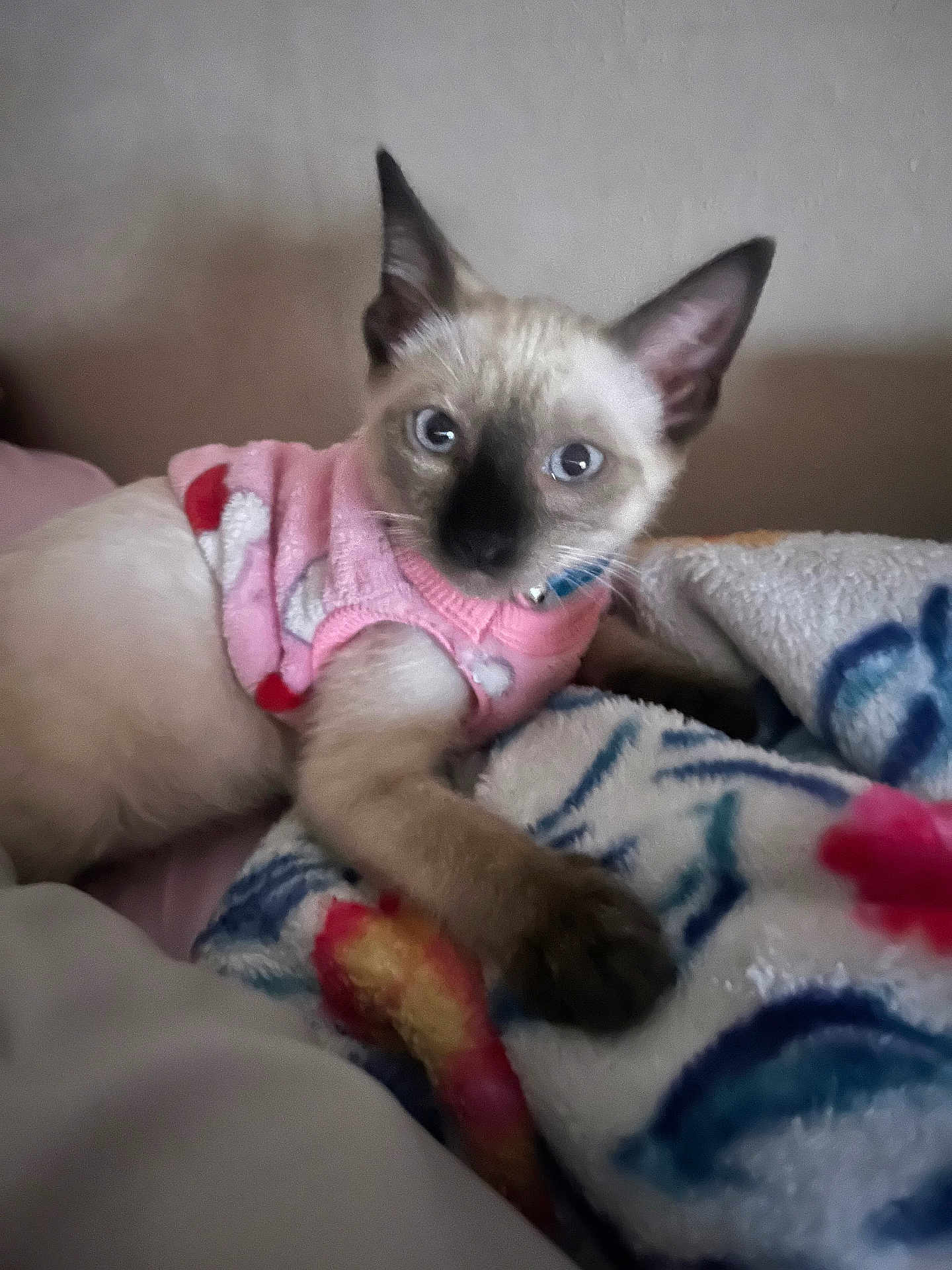 Pablo joined the competition — help win amazing prizes! kitten, cat, siamese, pink_sweater, blanket, indoor, pet, cute, fur, animal, resting, blue_eyes, cozy, soft_light, young, domestic_cat, whiskers, paw, curious, feline