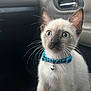 Pablo is registered to the contest to win money with this photo: kitten, cat, siamese_cat, blue_eyes, collar, bell, pet, animal, indoor, car_interior, curious, whiskers, fur, young_animal, mammal, cute, small, alert, sitting, closeup