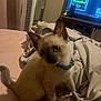 Pablo joined the competition — help win amazing prizes! kitten, cat, siamese, blue_collar, bed, blanket, indoor, cute, pet, young, fur, animal, curious, looking, domestic, mammal, feline, whiskers, ears, tail