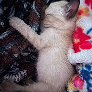 Pablo is registered to the contest to win money with this photo: kitten, sleeping, cat, furry, pet, blanket, colorful, cozy, cute, animal, fur, resting, domestic_animal, soft, young, mammal, peaceful, relaxing, indoor, small