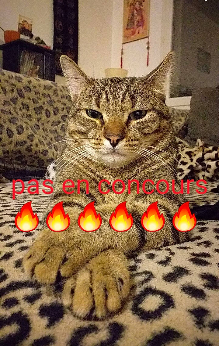 Obi-wan participe au concours pour gagner de l'argent avec cette photo : art, carnivore, cat, couch, domestic_short_haired_cat, event, felidae, flooring, fur, holiday, linens, pattern, paw, sitting, small_to_medium_sized_cats, snout, still_life_photography, tail, whiskers, wood