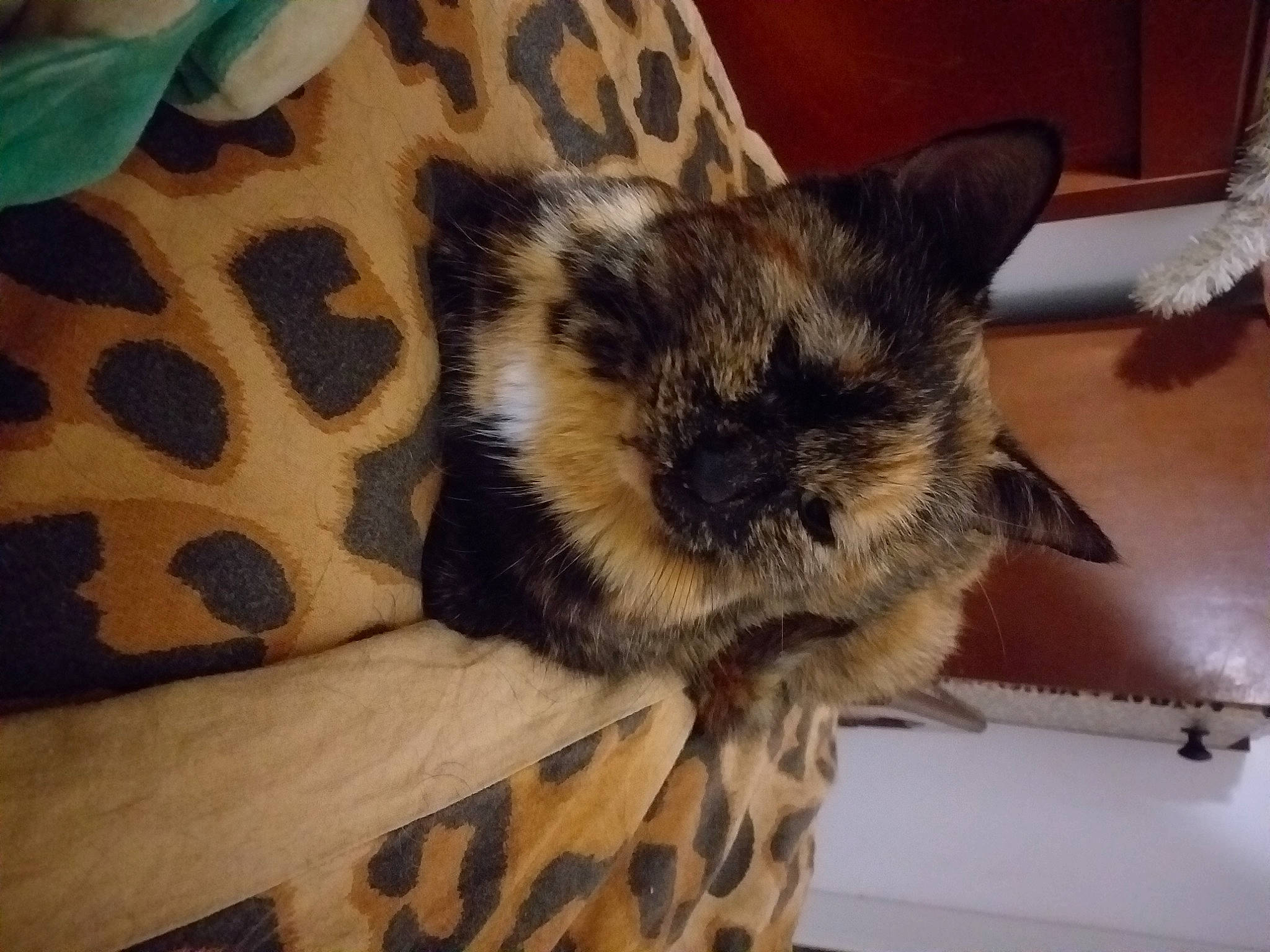 Minette a rejoint le concours — aidez-le/la à gagner de superbes lots ! carnivore, cat, cat_bed, claw, cloud, comfort, couch, domestic_short_haired_cat, fawn, felidae, fur, linens, nap, pattern, paw, sleep, small_to_medium_sized_cats, snout, whiskers, wildlife