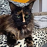 Naïa participe au concours pour gagner de l'argent avec cette photo : animal, blanket, cat, closeup, cozy, cute, domestic, ears, feline, fluffy, fur, green_eyes, indoor, leopard_print, mammal, pet, portrait, resting, tortoiseshell, whiskers