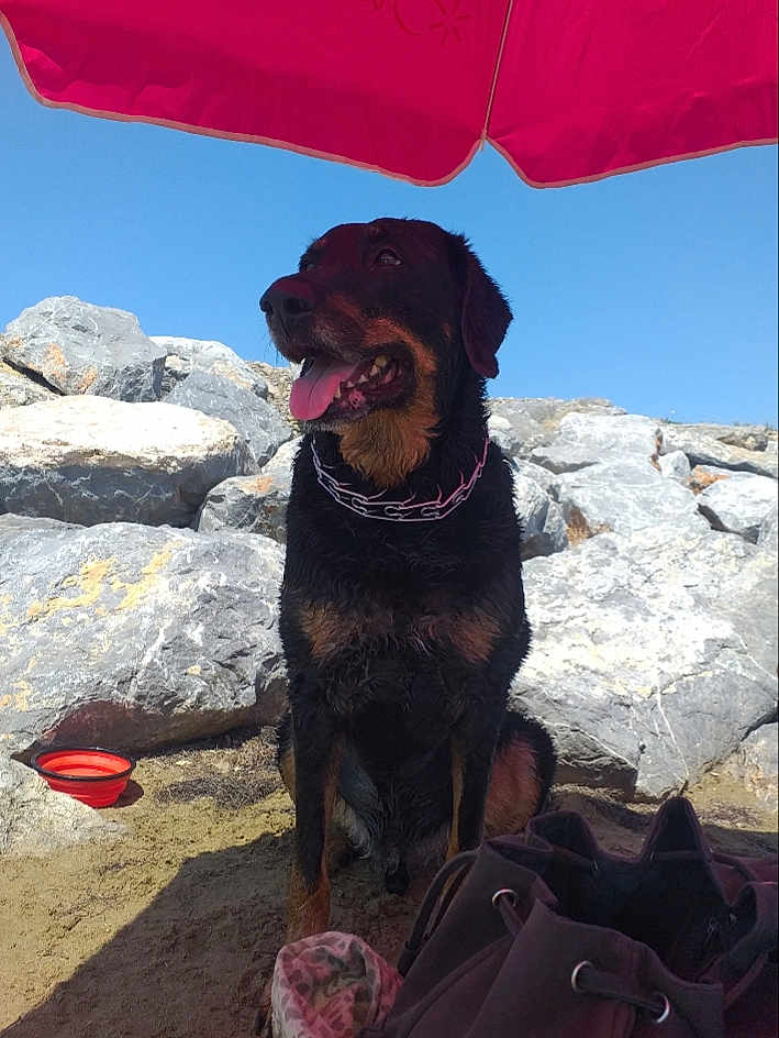 César