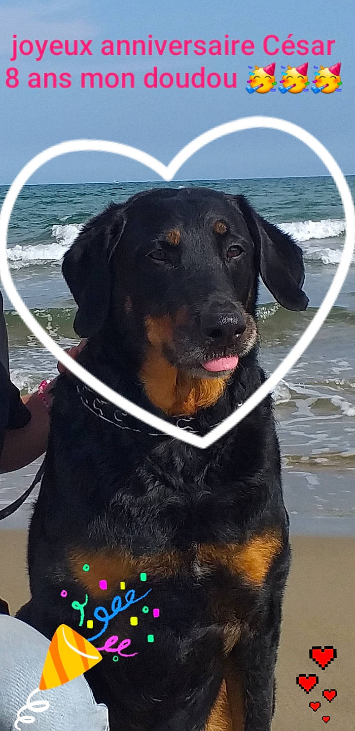 César a rejoint le concours — aidez-le/la à gagner de superbes lots ! canidae, carnivore, collar, companion_dog, dog, dog_breed, dog_collar, dog_supply, giant_dog_breed, guard_dog, lake, leash, personal_protective_equipment, pet_supply, sky, snout, sporting_group, water, working_animal, working_dog