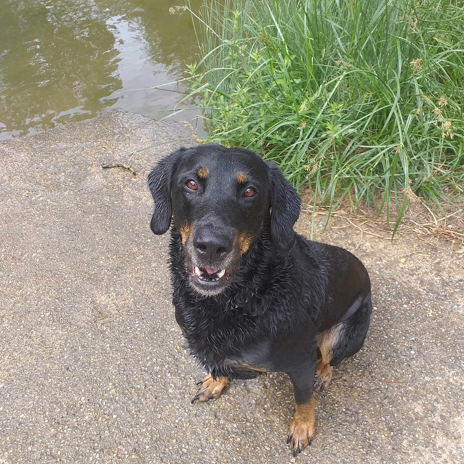 César