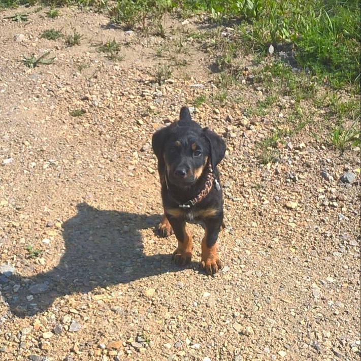 César a rejoint le concours — aidez-le/la à gagner de superbes lots ! asphalt, carnivore, companion_dog, dog, dog_breed, fawn, grass, guard_dog, plant, road_surface, rottweiler, shadow, soil, sporting_group, street_dog, tail, tar, terrestrial_animal, working_animal, working_dog