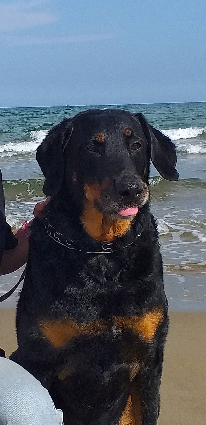 César participe au concours pour gagner de l'argent avec cette photo : beach, borador, canidae, carnivore, collar, companion_dog, dog, dog_breed, dog_collar, guard_dog, hunting_dog, lake, ocean, rottweiler, sky, snout, sporting_group, water, working_animal, working_dog