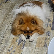 Sultan participe au concours pour gagner de l'argent avec cette photo : adorable, animal, brown, canine, companion, cute, dog, domestic, floor, fluffy, fur, house, indoor, lying_down, paws, pet, quiet, resting, white, wooden_floor