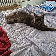 Linou participe au concours pour gagner de l'argent avec cette photo : cat, gray_cat, bed, quilt, quilted_bedspread, furniture, dresser, sticker, towel, radiator, indoor, pet, animal, cozy, relaxing, bedroom, stretching, feline, green_eyes, domestic_animal