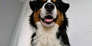 Voltaire participe au concours pour gagner de l'argent avec cette photo : dog, bernese_mountain_dog, pet, animal, smiling, happy, fluffy, fur, indoor, portrait, closeup, canine, friendly, tricolor, black, white, brown, muzzle, ears, tongue