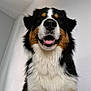 dog, bernese_mountain_dog, pet, animal, smiling, happy, fluffy, fur, indoor, portrait, closeup, canine, friendly, tricolor, black, white, brown, muzzle, ears, tongue