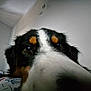 Voltaire a rejoint le concours — aidez-le/la à gagner de superbes lots ! dog, close_up, nose, face, eyes, indoor, pet, curious, black, white, brown, fur, ceiling, light, wall, animal, portrait, snout, whiskers, canine
