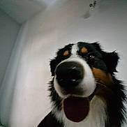 Voltaire participe au concours pour gagner de l'argent avec cette photo : dog, close_up, indoor, tongue_out, happy, black, brown, white, pet, canine, fur, animal, face, portrait, blur, low_angle, wall, head, expression, companion