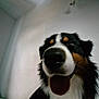dog, close_up, indoor, tongue_out, happy, black, brown, white, pet, canine, fur, animal, face, portrait, blur, low_angle, wall, head, expression, companion