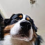 Voltaire a rejoint le concours — aidez-le/la à gagner de superbes lots ! dog, close_up, nose, fluffy, indoor, pet, black_nose, whiskers, fur, animal, face, tricolor, curious, portrait, canine, ears, indoors, looking_up, background_light, house
