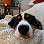 dog, snout, blanket, cozy, indoor, pet, close_up, fur, black, white, brown, home, furniture, plant, shelf, couch, relaxing, soft, cute, animal