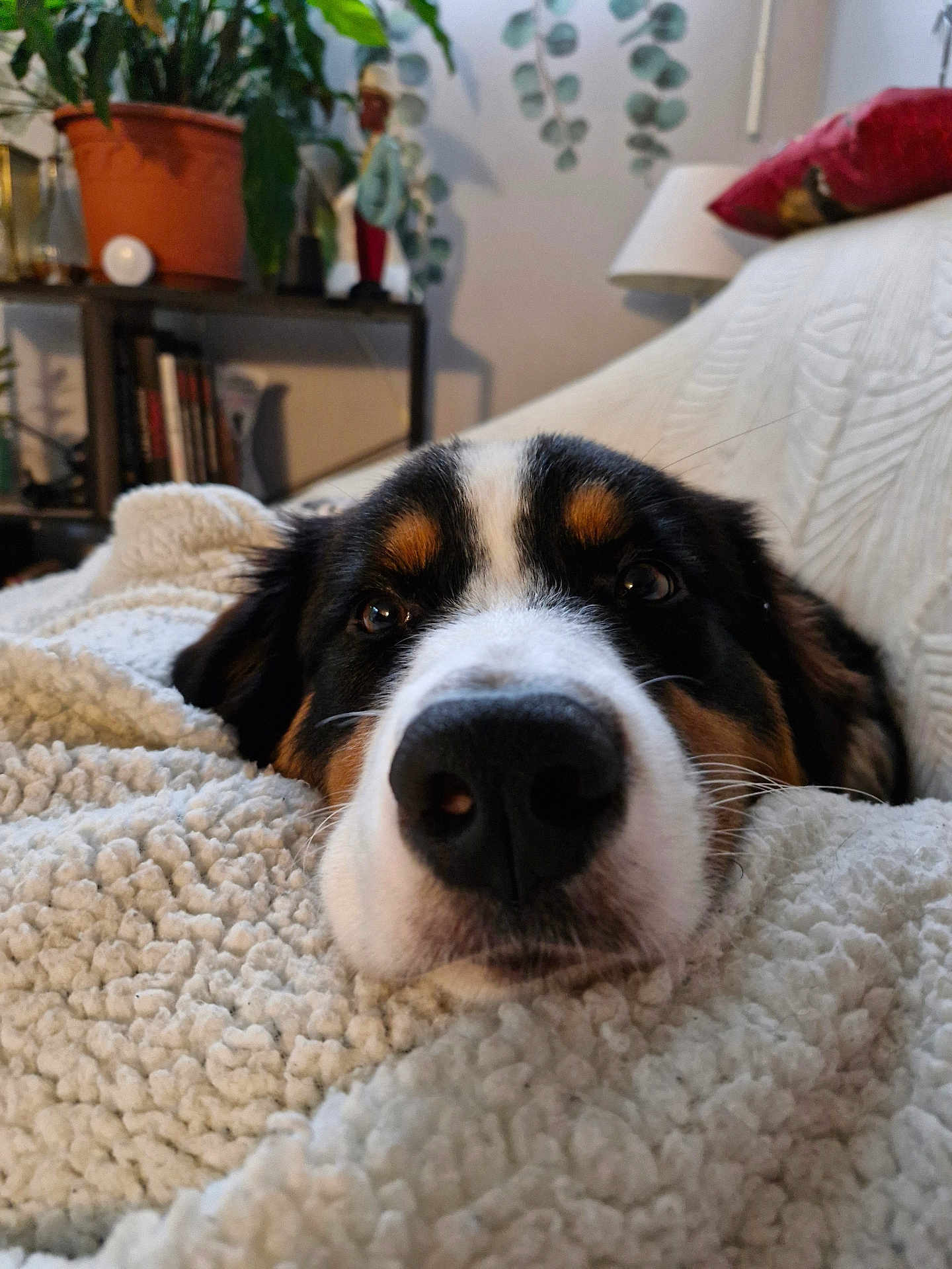 Voltaire a rejoint le concours — aidez-le/la à gagner de superbes lots ! dog, snout, blanket, cozy, indoor, pet, close_up, fur, black, white, brown, home, furniture, plant, shelf, couch, relaxing, soft, cute, animal