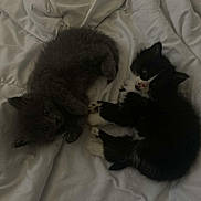 Cléo Et Berlioz participe au concours pour gagner de l'argent avec cette photo : kitten, cat, pets, animal, furry, cute, black_and_white, gray, bed, blanket, resting, indoor, young, fur, whiskers, playful, paw, sleepy, cozy, curious