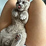 adorable, animal, bare_legs, cat, close_up, cute, domestic, feline, gray_fur, human, indoor, kitten, paws, pet, playful, relaxed, resting, soft_fur, tongue_out, young
