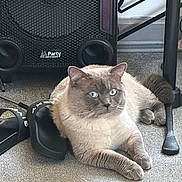 Mylo is registered to the contest to win money with this photo: animal, blue_eyes, carpet, casual, cat, cute, ears, feline, floor, gray_fur, household, indoor, paws, pet, relaxed, resting, slides, speaker, tail, whiskers