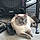Mylo