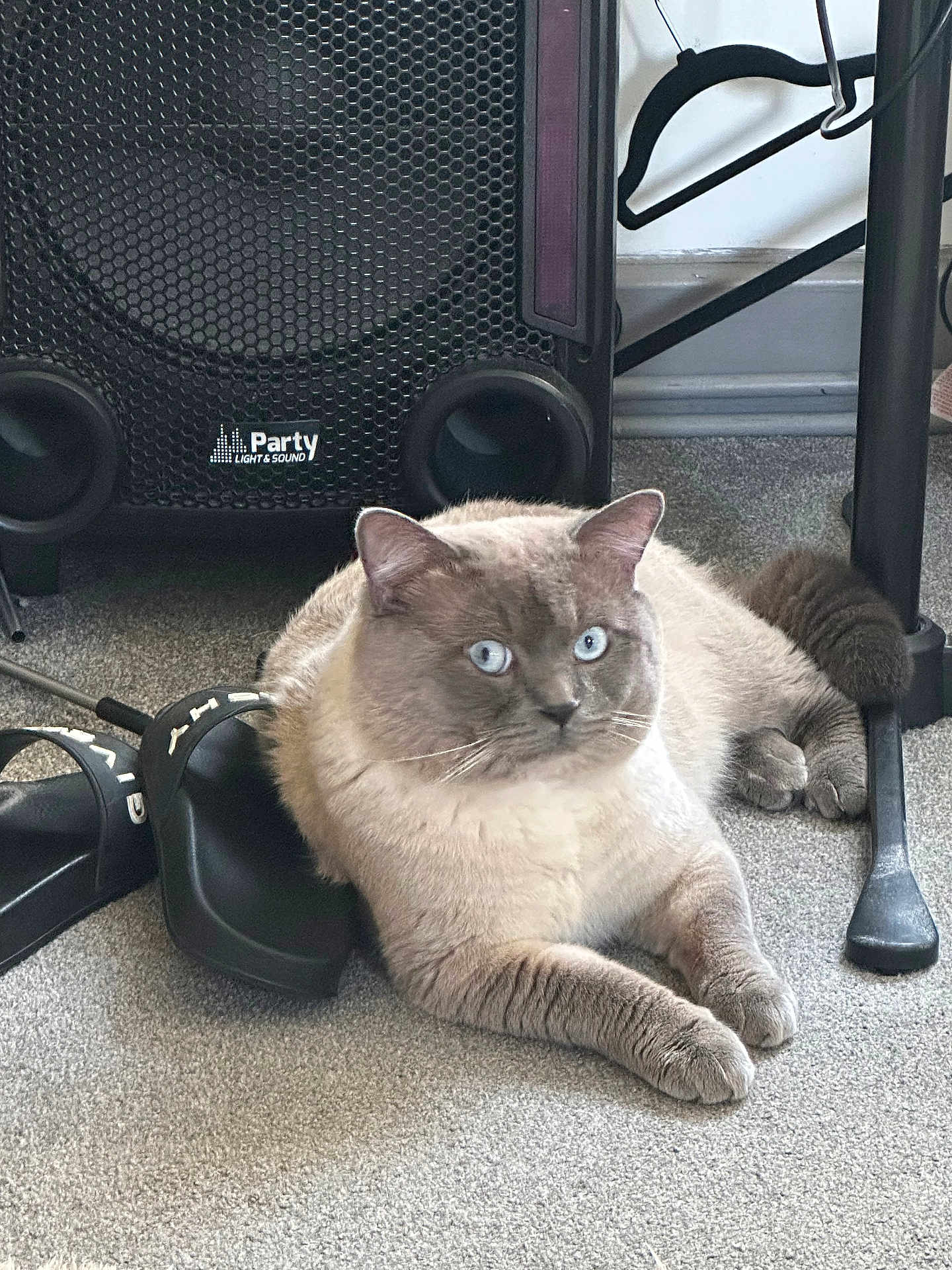 Mylo