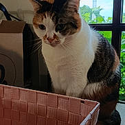 Rebelle a rejoint le concours — aidez-le/la à gagner de superbes lots ! cat, calico_cat, pet, animal, sitting, indoor, window, basket, woven_basket, storage, cardboard_box, home, interior, wood_floor, greenery, portrait, looking_down, black_white_orange, cozy, photography
