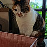 cat, calico_cat, pet, animal, sitting, indoor, window, basket, woven_basket, storage, cardboard_box, home, interior, wood_floor, greenery, portrait, looking_down, black_white_orange, cozy, photography