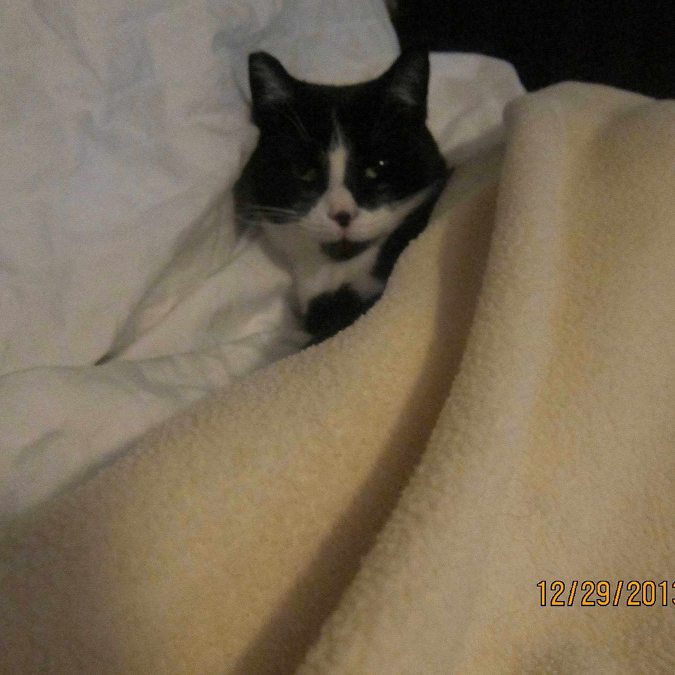 Oreo joined the competition — help win amazing prizes!