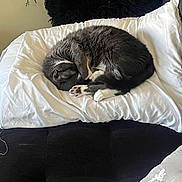 Maya is registered to the contest to win money with this photo: bed, bedding, black_cushion, blanket, cat, cozy, curled_up, cushion, fur, furniture, gray_cat, home, indoor, leaves, nap, paw, pillow, plant, sleeping_cat, white_pillow