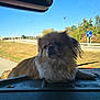 dog, fluffy, dashboard, car, window, road, trees, outdoor, sunny, pet, animal, fur, side_view, resting, daytime, road_sign, vehicle, travel, relaxed, companion