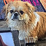 Georgie Pollard is registered to the contest to win money with this photo: dog, wet, fluffy, brown, white, pet, animal, cute, outdoor, wooden_floor, colorful_background, portrait, close_up, fur, ears, face, small_dog, looking, floor, expression