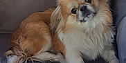 Georgie Pollard is registered to the contest to win money with this photo: dog, small_dog, fluffy, golden_coat, white_coat, pet, cute, indoor, cushion, relaxed, canine, fur, animal, companion, portrait, friendly, domestic, paw, sitting, curious