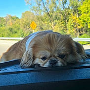 Georgie Pollard joined the competition — help win amazing prizes! dog, pet, car_interior, dashboard, resting, fluffy, brown_coat, outdoor, road, trees, daytime, window, relaxed, sleepy, animal, cute, transportation, road_sign, nature, vehicle