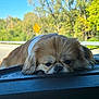 dog, pet, car_interior, dashboard, resting, fluffy, brown_coat, outdoor, road, trees, daytime, window, relaxed, sleepy, animal, cute, transportation, road_sign, nature, vehicle