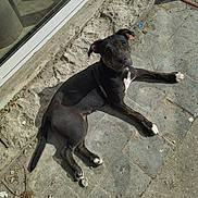 Moka participe au concours pour gagner de l'argent avec cette photo : animal, black_dog, canine, dog, door, floppy_ears, head_tilt, lying_down, outdoor, patio, pet, portrait, relaxed, rug, shadow, short_hair, stone_floor, sunlight, white_chest, white_paws